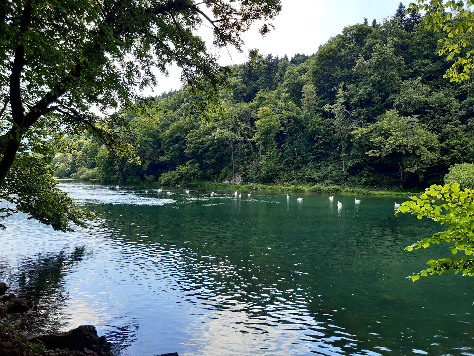 Reka z labodi
